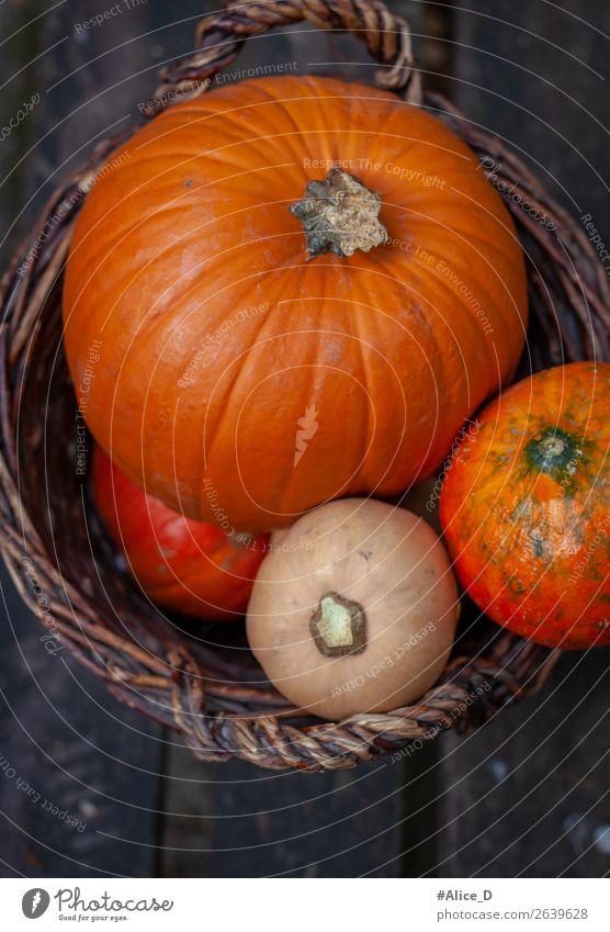 Kürbisse im Korb vintage Lebensmittel Gemüse Ernährung Bioprodukte Fasten Erntedankfest Halloween Natur Herbst Pflanze Nutzpflanze authentisch frisch Gesundheit