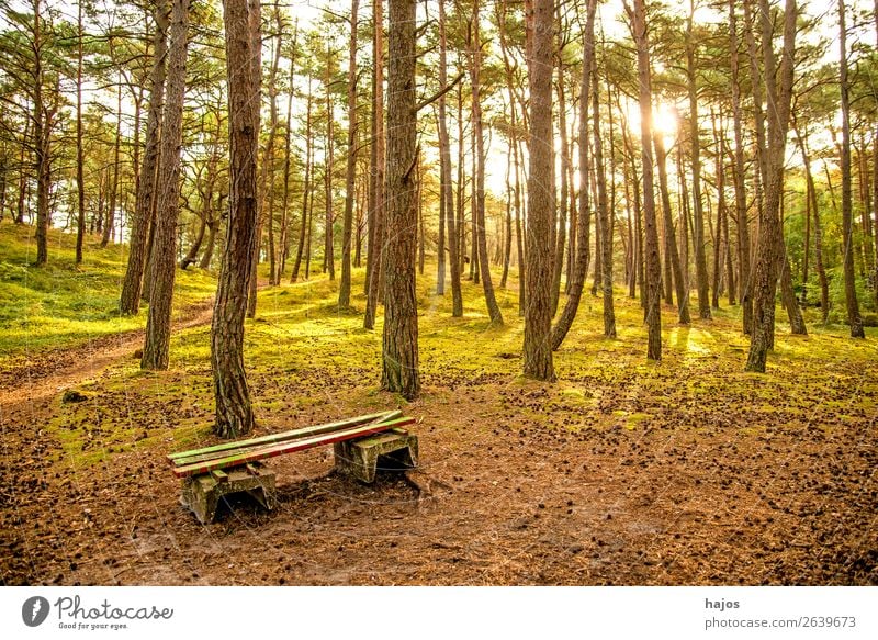 Kiefernwald an der Ostsee mit Bank Natur Blume Küste hell Wald Waldkiefern grün Polen Gegenli sonnig Herbst Farbfoto Außenaufnahme Menschenleer