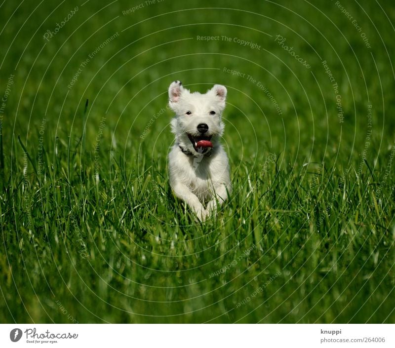 Frostie IV Natur Sonne Sonnenlicht Sommer Schönes Wetter Pflanze Gras Wiese Feld Tier Haustier Hund Tiergesicht 1 Tierjunges laufen springen Gesundheit frech