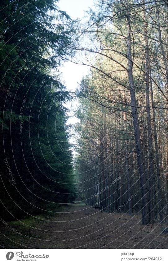 Böser Wald \ Guter Wald Umwelt Natur Landschaft Pflanze Himmel Herbst Schönes Wetter Baum Blatt Duft dunkel Zusammensein natürlich Zufriedenheit Konkurrenz