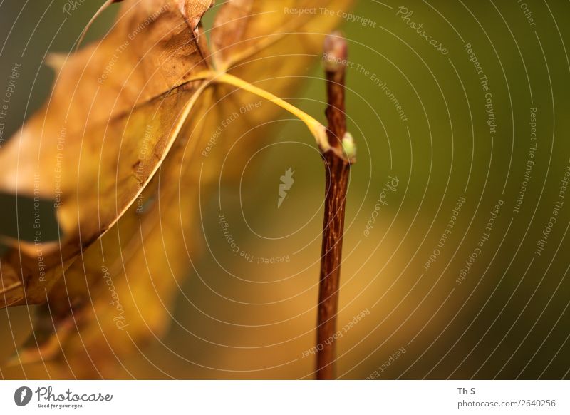 Blatt Natur Pflanze Herbst Winter Bewegung verblüht ästhetisch authentisch einfach elegant frei Freundlichkeit natürlich braun gelb grün Gelassenheit geduldig