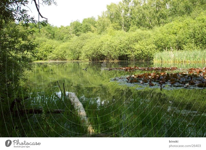 Teich grün Steg Schilfrohr Wasser