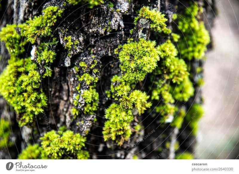 Nahaufnahme eines Mooses in einem Stamm Design schön Leben Sommer Tapete Umwelt Natur Pflanze Baum Blume Gras Blatt Wald alt Wachstum frisch nass natürlich wild