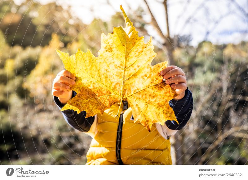 Kleines Kind mit großem Blatt im Herbst Lifestyle Freude Glück schön Gesicht Spielen Mensch Baby Kleinkind Kindheit 1 3-8 Jahre Natur Pflanze Winter Grünpflanze