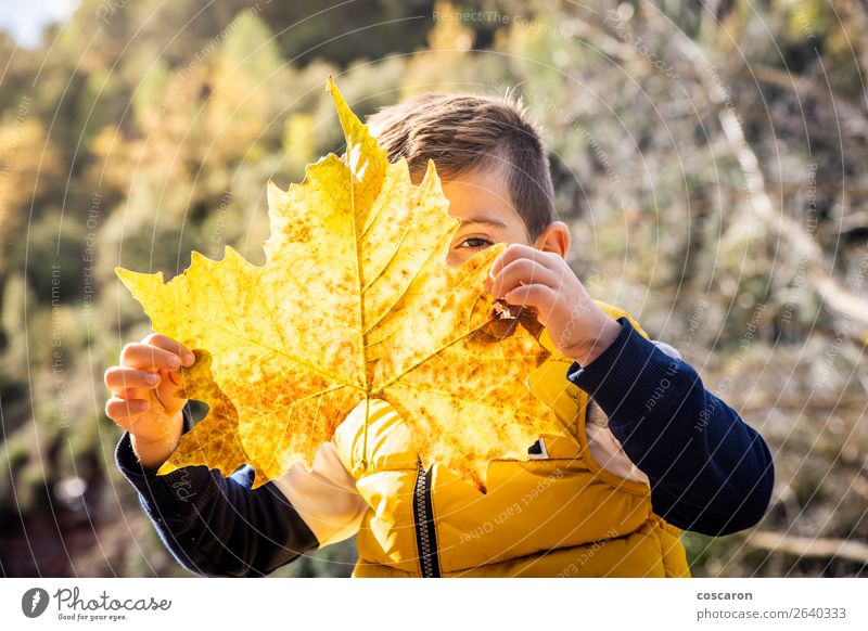 Kleines Kind mit großem Blatt im Herbst Lifestyle Freude Glück schön Gesicht Spielen Ferien & Urlaub & Reisen Winter Mensch Baby Kleinkind Junge Kindheit 1