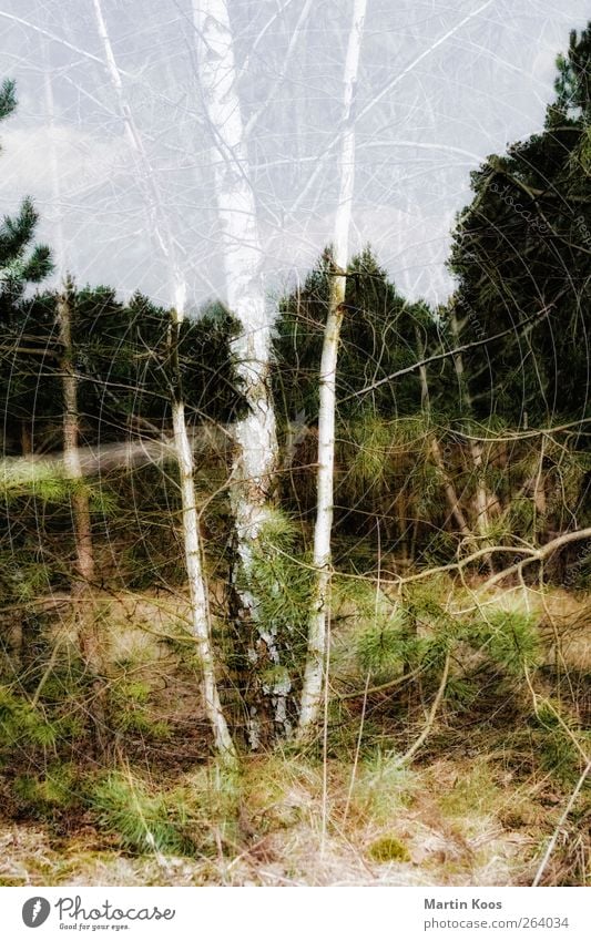 anwesend abwesend Umwelt Natur Landschaft Pflanze Baum Wald Wege & Pfade Wärme weich ästhetisch Idee Inspiration Ferne träumen Wachstum Wandel & Veränderung