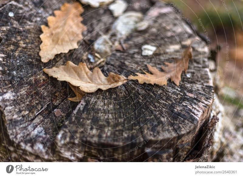 Eichenblätter auf dem alten Stumpf im Herbst schön Tapete Umwelt Natur Pflanze Baum Blatt Park Wald Holz dunkel hell natürlich braun gelb gold Farbe