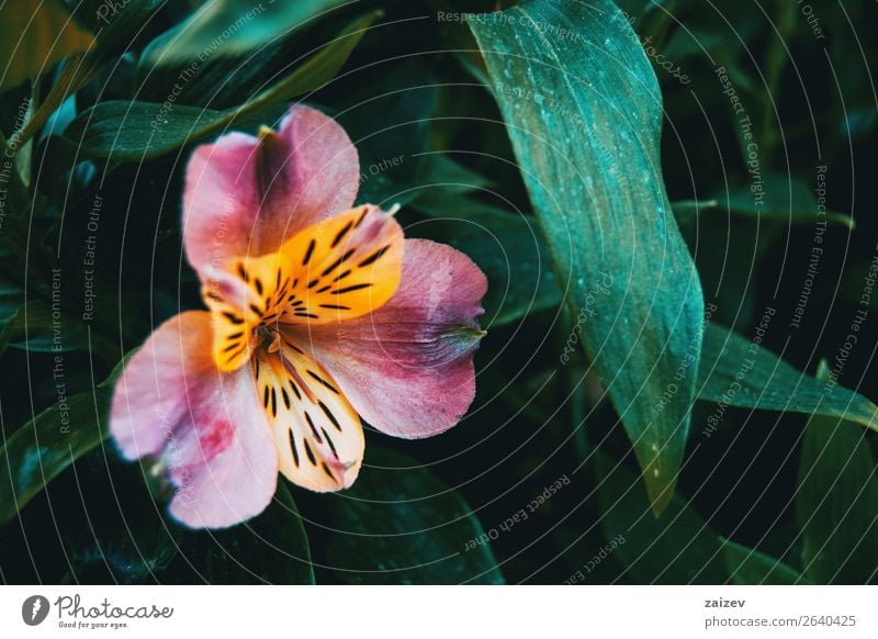 Nahaufnahme einer gelben und rosa Blüte von Alstroemeria aurea. Kräuter & Gewürze schön Sommer Garten Gartenarbeit Natur Pflanze Blume hell klein natürlich