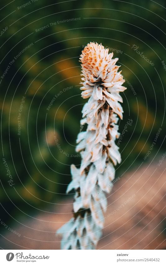 Details einer weißen und trockenen Blume mit Früchten Frucht Berge u. Gebirge Garten Umwelt Natur Park Wiese Wald dunkel natürlich blau grün Farbe trocknen