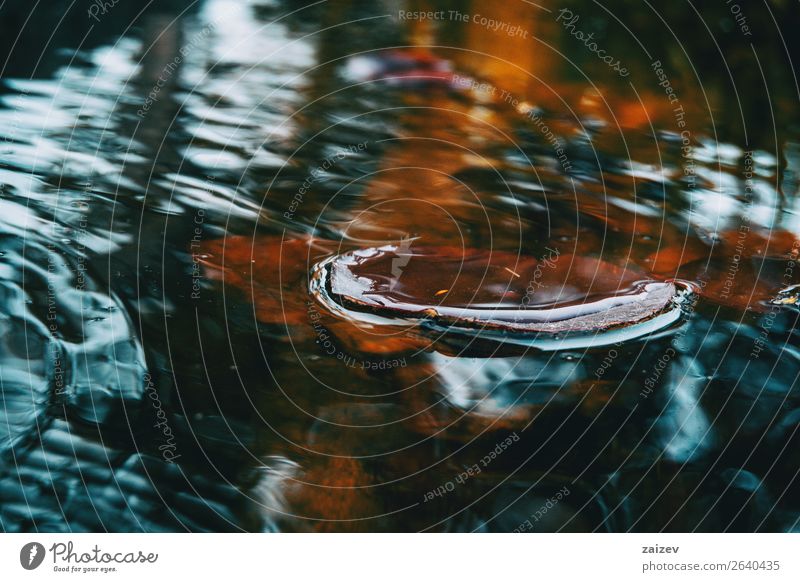 Nahaufnahme eines roten Blattes einer Wasserpflanze in einem See oben auf dem Wasser schön Windstille Sommer Wellen Winter Garten Natur Pflanze Himmel Herbst