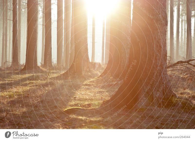 forst Umwelt Natur Landschaft Pflanze Sonne Sonnenaufgang Sonnenuntergang Frühling Klima Schönes Wetter Baum Fichte Tanne Baumstamm Nadelwald Wald frisch hell