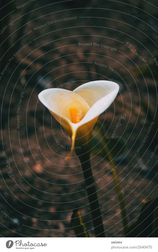 Nahaufnahme einer weißen und eleganten Zantedeschia-Blüte schön Duft Sommer Garten Tapete Gartenarbeit Umwelt Natur Pflanze Blume dunkel gelb rein