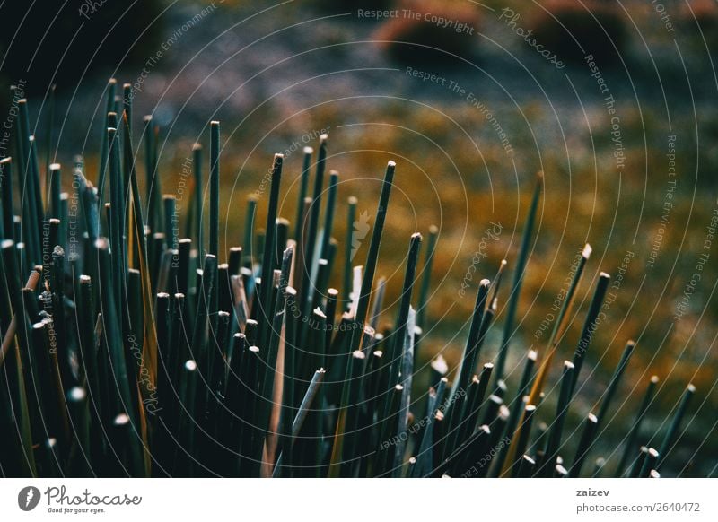 Nahaufnahme von Schnittpflanzen in der Natur Design schön Sommer Tapete Umwelt Landschaft Pflanze Gras Blatt Park Wald Wachstum frisch hell klein natürlich