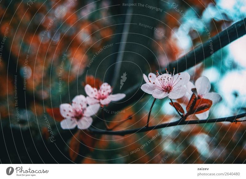 Nahaufnahme der kleinen hellrosa Blüten von Prunus cerasifera schön Garten Dekoration & Verzierung Natur Pflanze Frühling Baum Blume Sträucher Blatt Blühend