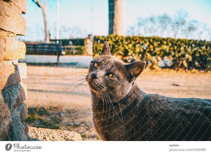 Streunende graue Katze in einem Stadtpark schön Gesicht Erholung Sommer Garten Natur Pflanze Tier Park Straße Pelzmantel Haustier genießen niedlich wild blau