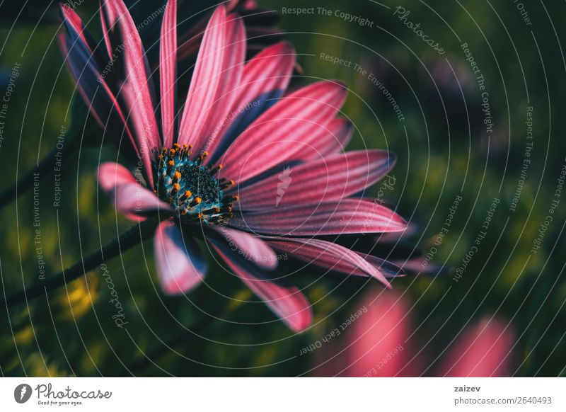 Rosa Blüte des Osteospermum ecklonis bei Sonnenuntergang Sommer Garten Tapete Natur Pflanze Blume Blatt Wildpflanze Park natürlich grün rosa rot Einsamkeit