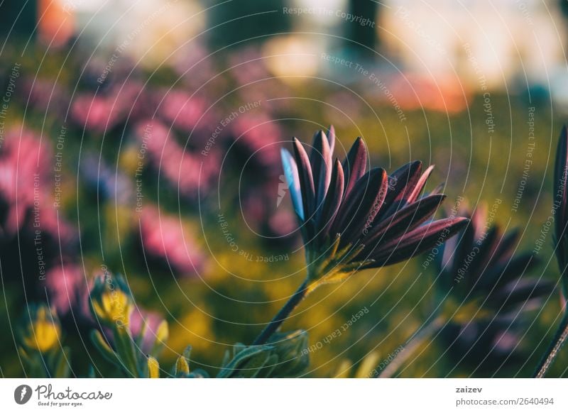 Rosa Blüte des Osteospermum ecklonis bei Sonnenuntergang Sommer Garten Tapete Natur Pflanze Blume Blatt Grünpflanze Nutzpflanze Wildpflanze Topfpflanze Park