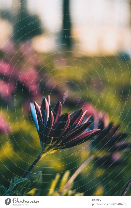 Rosa Blüte des Osteospermum ecklonis bei Sonnenuntergang Sommer Garten Tapete Natur Pflanze Blume Blatt Grünpflanze Nutzpflanze Wildpflanze Topfpflanze Park