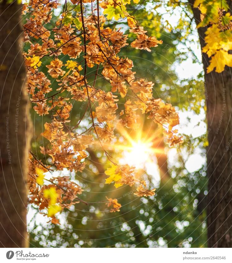 Herbststadtpark mit Bäumen und gelben Blättern Garten Umwelt Natur Landschaft Pflanze Baum Blatt Park Wald frisch hell natürlich braun gold grün Farbe Idylle