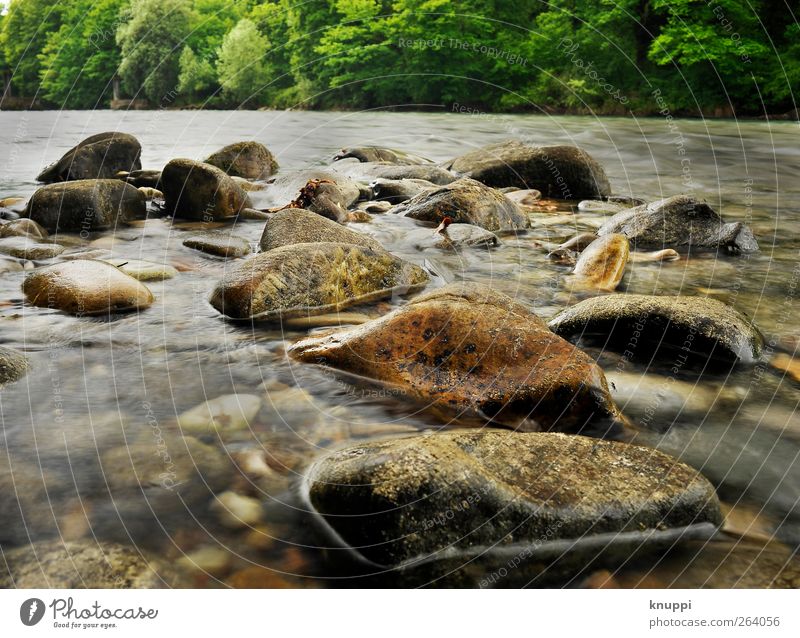 Steine im Flussbett Umwelt Natur Wasser Sonne Sonnenlicht Sommer Schönes Wetter Baum Flussufer Bach glänzend wild weich braun grau grün rot fließen Flußbett