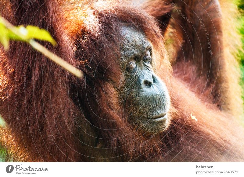 träumen Ferien & Urlaub & Reisen Tourismus Ausflug Abenteuer Ferne Freiheit Urwald Wildtier Tiergesicht Fell Affen Menschenaffen Orang-Utan 1 beobachten