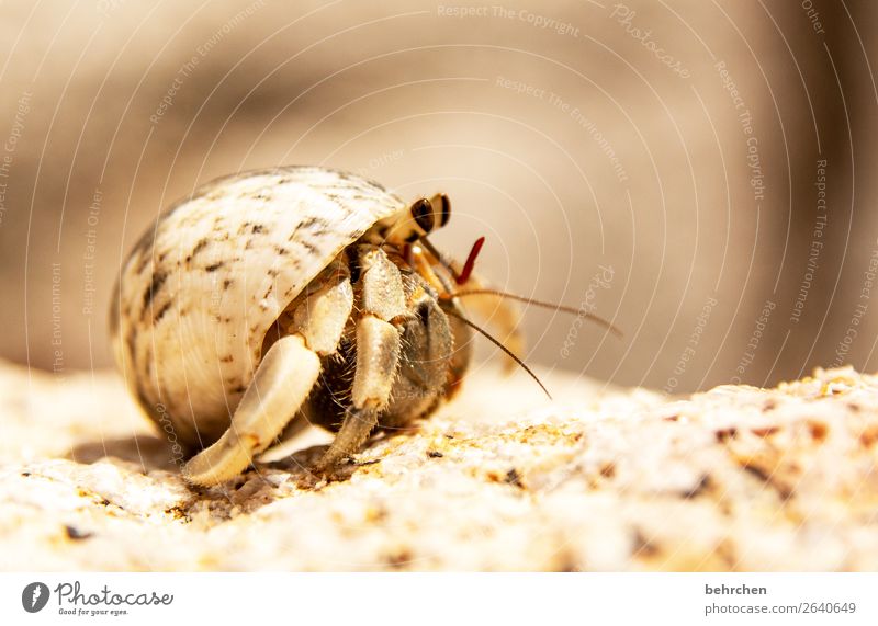 überraschung | here i am Ferien & Urlaub & Reisen Tourismus Ausflug Abenteuer Ferne Freiheit Strand Meer Insel Wildtier Tiergesicht Muschel Einsiedlerkrebs