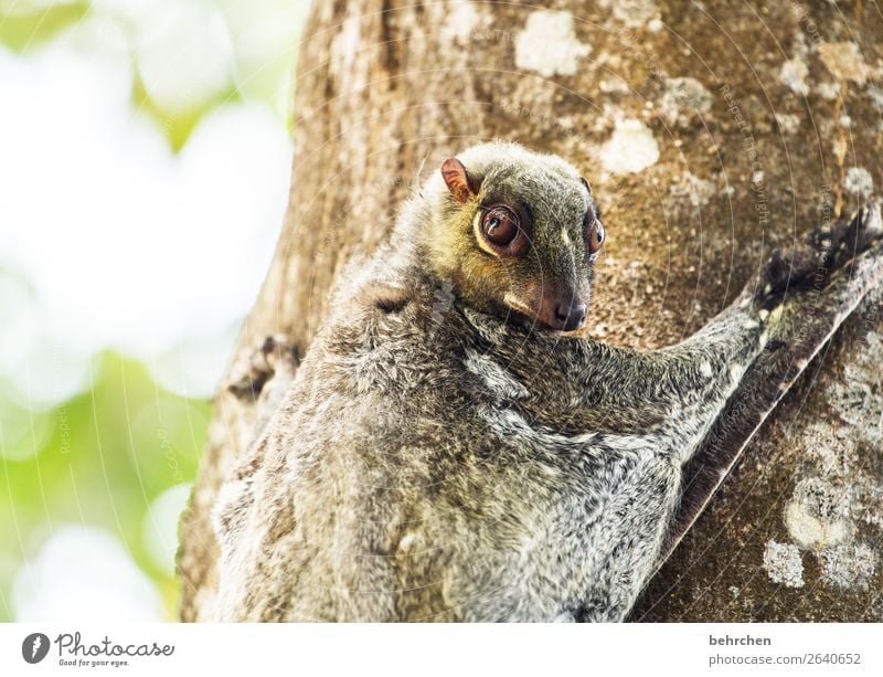 montag...echt, schon wieder??? Ferien & Urlaub & Reisen Tourismus Ausflug Abenteuer Ferne Freiheit Baum Wildtier Tiergesicht Flughunde 1 beobachten