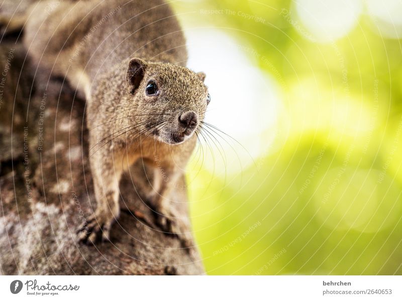 moinsen:) Ferien & Urlaub & Reisen Tourismus Ausflug Abenteuer Ferne Freiheit Urwald Wildtier Tiergesicht Fell Eichhörnchen außergewöhnlich exotisch fantastisch