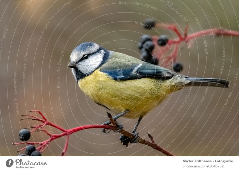 Blaumeise auf einem Holunderzweig Umwelt Natur Tier Sonnenlicht Schönes Wetter Sträucher Holunderbeeren Holunderbusch Wildtier Vogel Tiergesicht Flügel Krallen