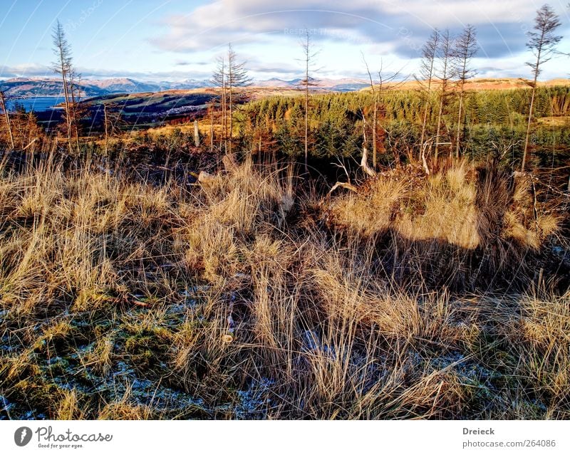 Hügel ohne Herz Berge u. Gebirge wandern Klettern Bergsteigen Umwelt Natur Landschaft Erde Winter Klima Schönes Wetter Schnee Sträucher Schottland Europa