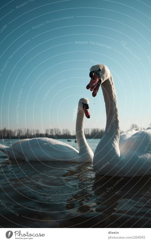 Schwanenchor zum Geburtstag Umwelt Natur Wasser Himmel Wolkenloser Himmel Wetter Schönes Wetter Tier Wildtier Vogel Flügel 2 Tierpaar Schwimmen & Baden Farbfoto