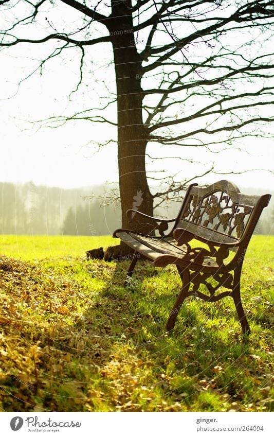 *Nordreisender*, nimm Platz! Umwelt Natur Landschaft Pflanze Himmel Sonne Frühling Klima Wetter Schönes Wetter Wärme Baum Gras Wiese Freundlichkeit frisch braun