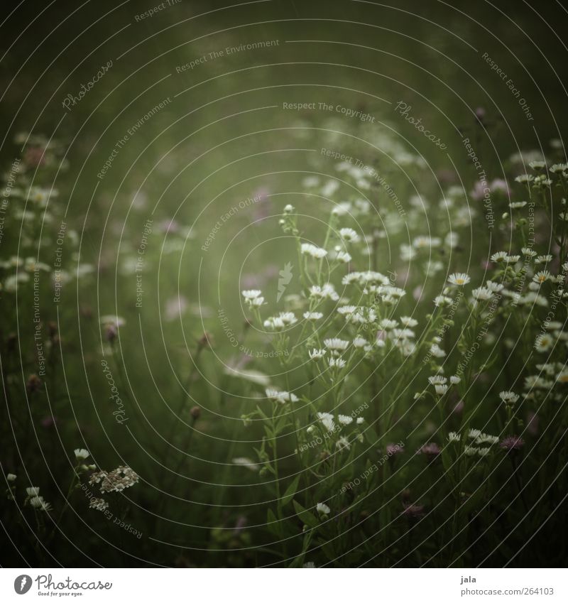 NORDREISENDER | blümchen... Umwelt Natur Pflanze Frühling Sommer Blume Gras Blatt Blüte Wildpflanze Wiese natürlich wild grün weiß Farbfoto Außenaufnahme