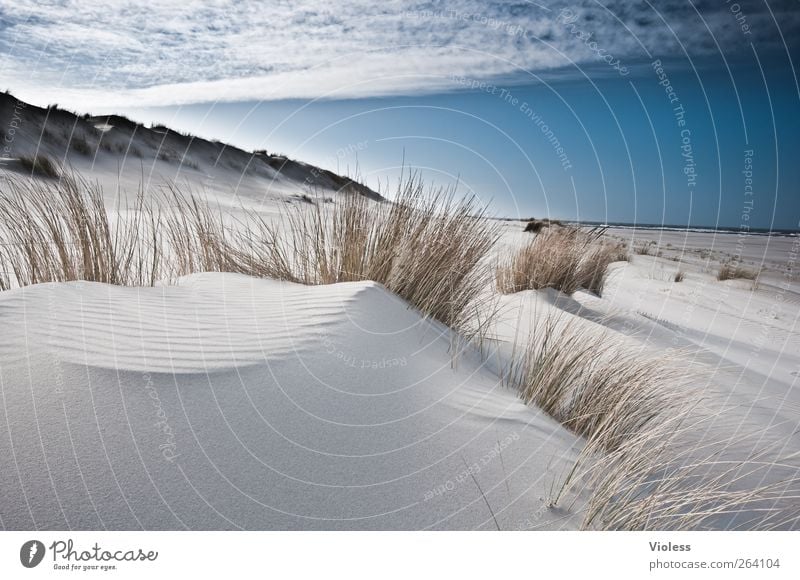 a place for *Nordreisender* Natur Landschaft Himmel Wolken Küste Strand Nordsee Insel entdecken Erholung Spiekeroog Düne Dünengras Farbfoto Außenaufnahme