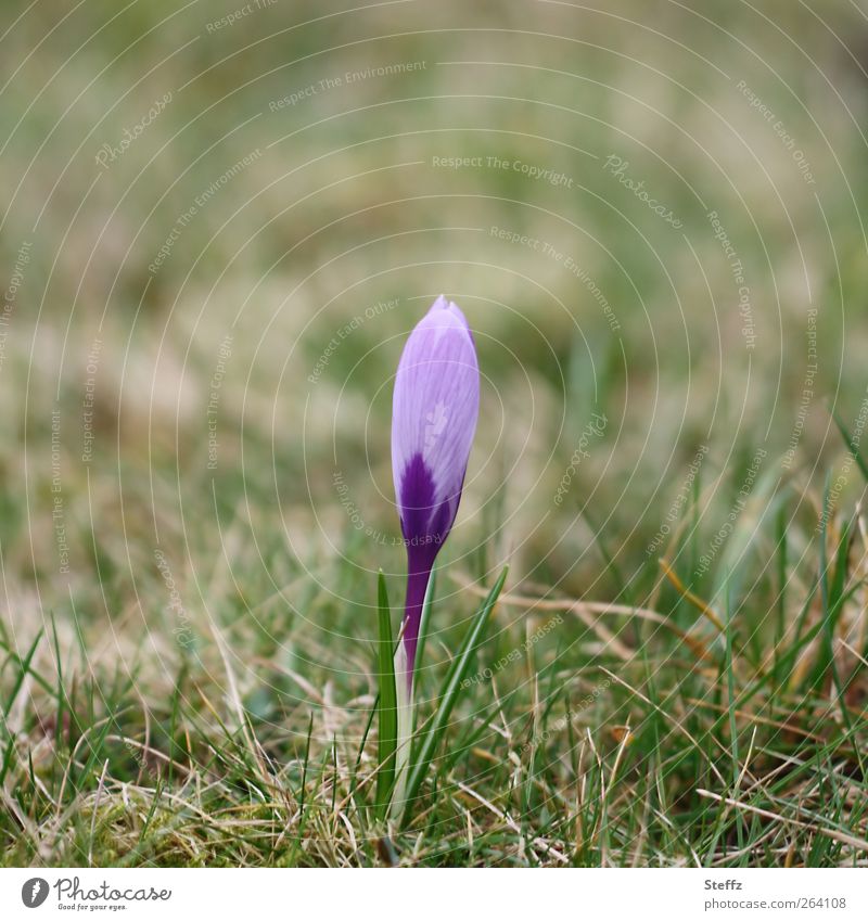 Frühlingskrokus Krokus Frühblüher Frühlingsblume Blütenknospe erblühen fein Frühlingsbote März Jungpflanze Krokusse Frühlingserwachen Frühlingsfarbe