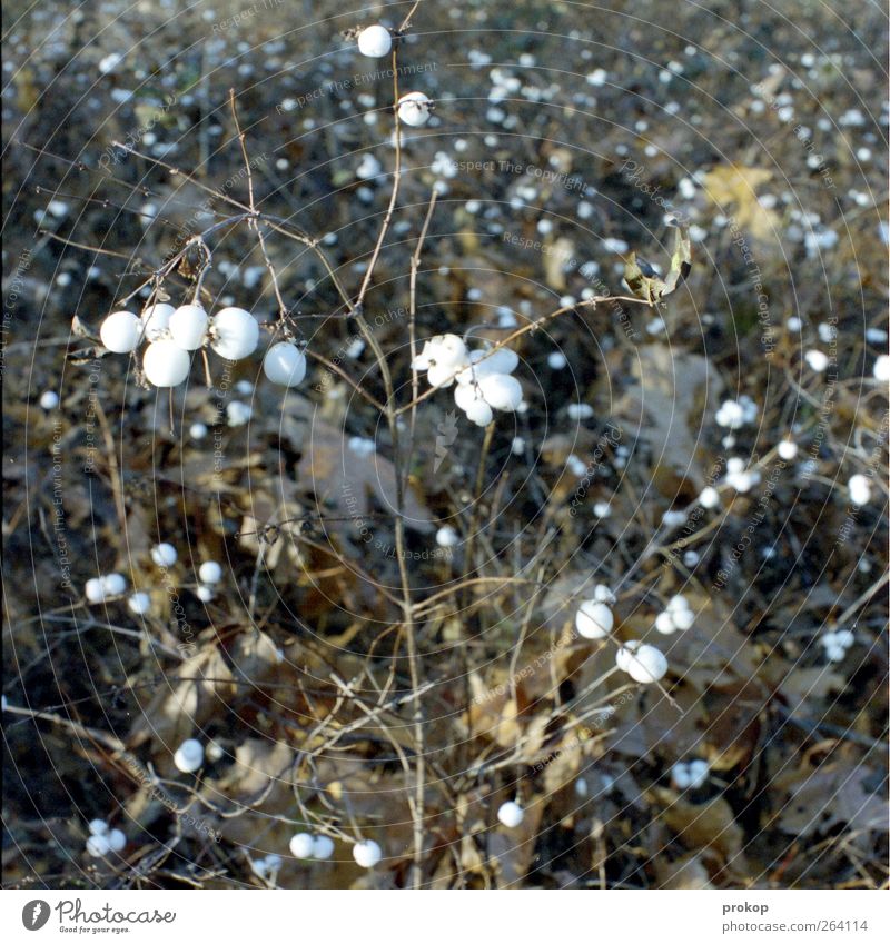 Pyroartikel Umwelt Natur Pflanze Herbst Sträucher Grünpflanze Wildpflanze wild weiß Freude Pyrotechnik Blatt Frucht ungenießbar Farbfoto Gedeckte Farben