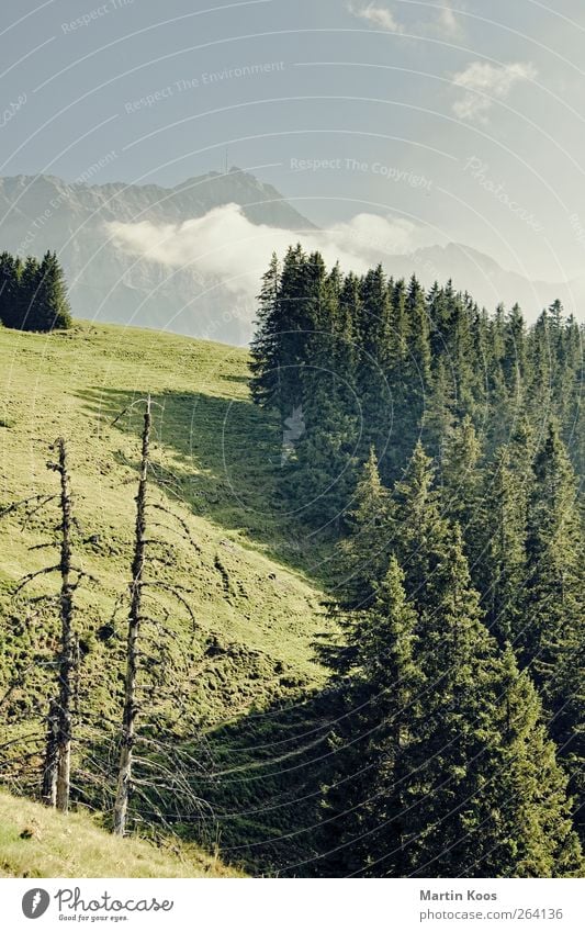 Kahlschlag Umwelt Natur Landschaft Pflanze Schönes Wetter Baum Wald Hügel Felsen Berge u. Gebirge ästhetisch Einsamkeit Tod Umweltschutz Farbfoto