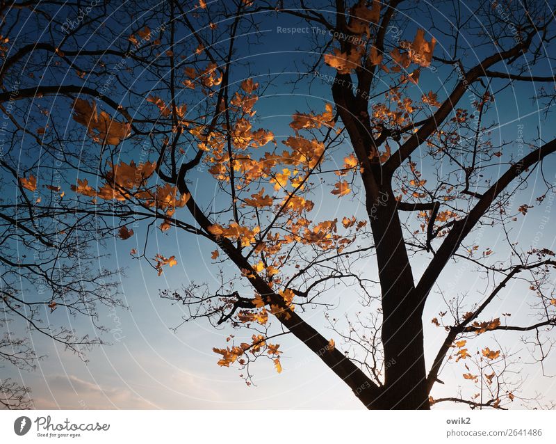 Die Letzten Umwelt Natur Pflanze Wolkenloser Himmel Baum Blatt Zweige u. Äste Baumstamm Ahorn Ahornblatt Herbstlaub leuchten dehydrieren trocken blau orange