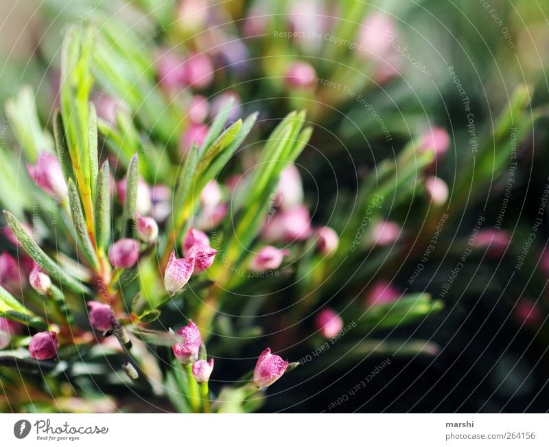 Hakige Chamelaucium Natur Pflanze Blume Sträucher Blatt Blüte Grünpflanze grün rosa Nadel Nadelbaum Frucht Unschärfe Nahaufnahme Detailaufnahme Farbfoto