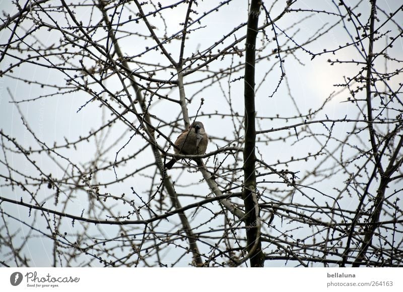 *Nordreisender* Die Spatzen pfeifens von den Dächern! Natur Himmel Wolken Sonnenlicht Frühling Winter Schönes Wetter Pflanze Baum Sträucher Wildpflanze Tier