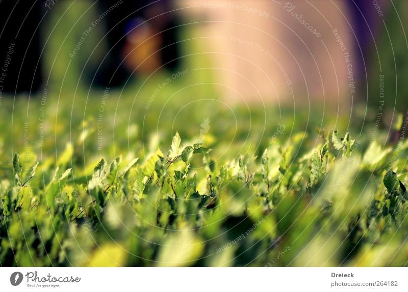 gefallene Sichtweise Umwelt Natur Pflanze Sommer Sträucher Blatt Grünpflanze Wildpflanze Garten Park Wiese grün Farbfoto Außenaufnahme Schwache Tiefenschärfe