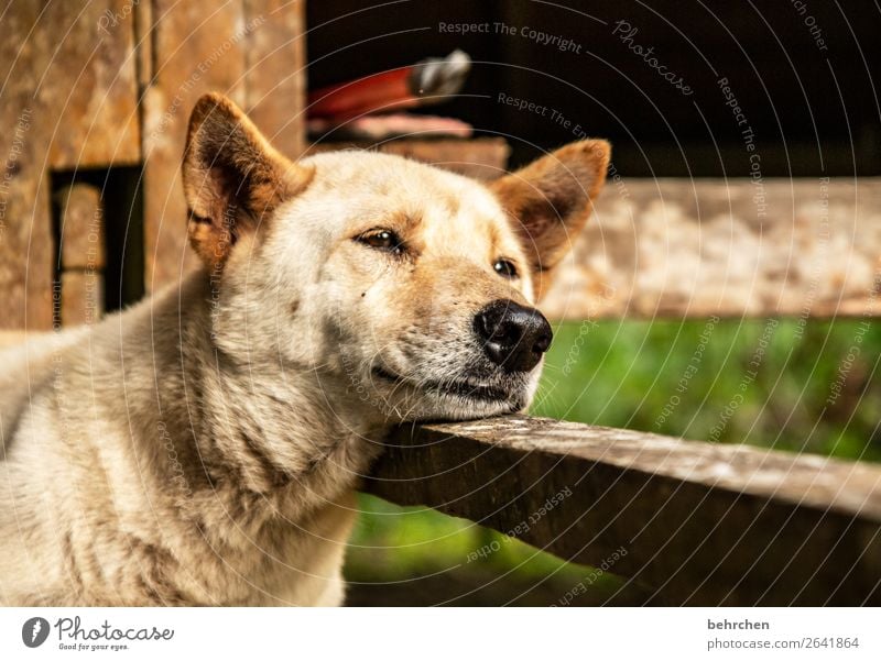 hundemüde Ferien & Urlaub & Reisen Tourismus Ausflug Abenteuer Ferne Freiheit Umwelt Natur Urwald Haustier Hund Tiergesicht Fell 1 Erholung schlafen schön