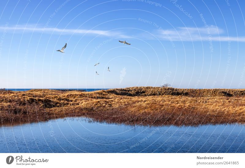 Maritime Stimmung auf den Vesterålen Ferien & Urlaub & Reisen Tourismus Abenteuer Ferne Freiheit Meer Insel Natur Landschaft Wasser Himmel Wolken Schönes Wetter