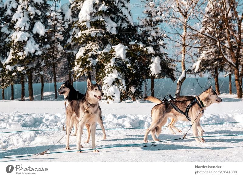 Schlittenhunde Ferien & Urlaub & Reisen Abenteuer Ferne Winter Schnee Winterurlaub Sport Wintersport Natur Sonne Schönes Wetter Eis Frost Baum Wald Tier