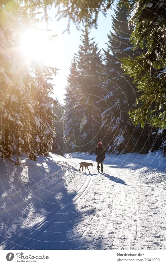 Winterspaziergang Leben Wohlgefühl Ausflug Schnee Winterurlaub Mensch feminin Frau Erwachsene Natur Landschaft Sonne Klima Wetter Schönes Wetter Baum Wald