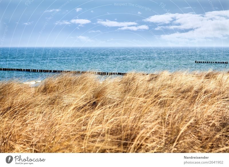 Frühling auf dem Darß Ferien & Urlaub & Reisen Tourismus Sommer Sommerurlaub Strand Meer Natur Landschaft Wasser Herbst Klima Schönes Wetter Gras Küste Nordsee