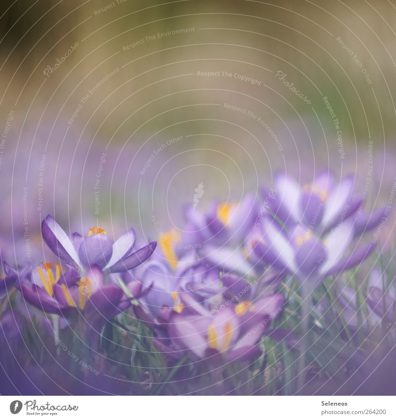 Frühlingsboten Umwelt Natur Landschaft Schönes Wetter Pflanze Blume Gras Blatt Blüte Krokusse Wiese Blühend Wachstum natürlich schön Farbfoto Außenaufnahme