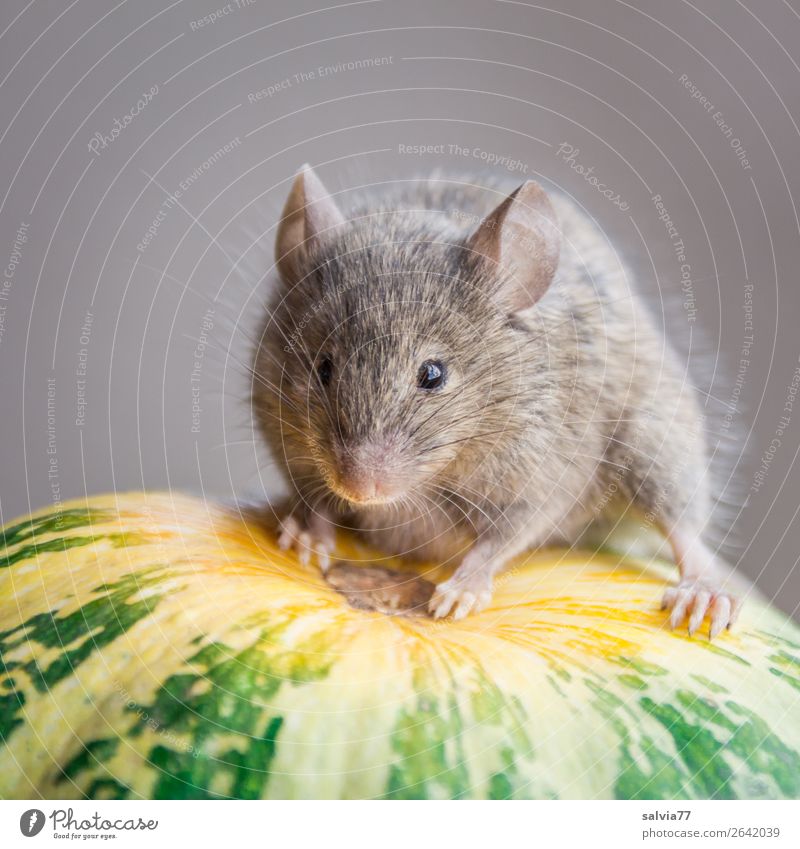 hier kommt die Maus Natur Herbst Pflanze Nutzpflanze Kürbis Garten Tier Tiergesicht Fell Pfote Säugetier Nagetiere 1 beobachten niedlich oben Pause Perspektive