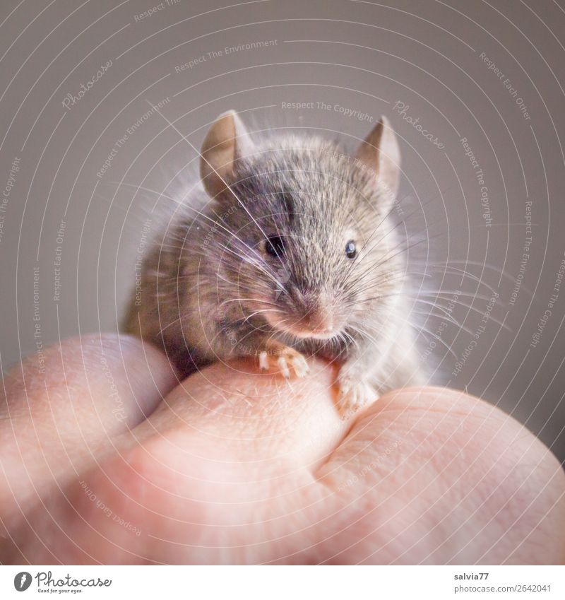 niedliches Haustier Tier Wildtier Maus Tiergesicht Fell Krallen Pfote Nagetiere Hausmaus 1 beobachten krabbeln klein Neugier Vertrauen Tierliebe Schnurrhaar