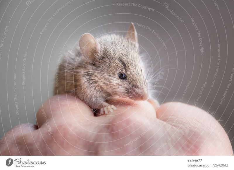 Hausmaus Hand Finger Tier Maus Tiergesicht Fell Nagetiere 1 außergewöhnlich klein Neugier niedlich Tierliebe sanft zutraulich Farbfoto Gedeckte Farben